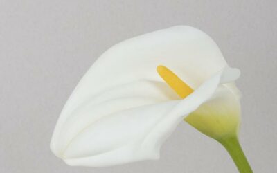 Philippe Bergamo nous a quittés